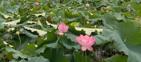 Flowers from China