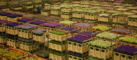 Aalsmeer Flower Auction