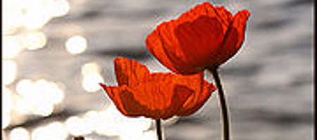Remembrance Day Poppies
