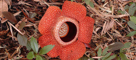 Flowers from Indonesia 