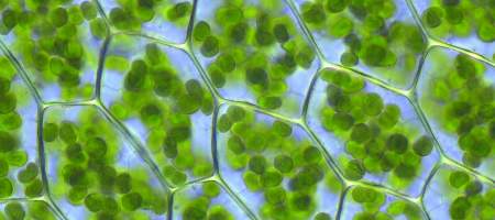 Process of Photosynthesis