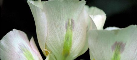 Consider the Lily; the Meaning of sending Lilies