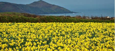Easter Flowers, Daffodils