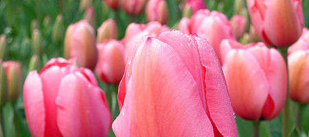 Tulips from Holland